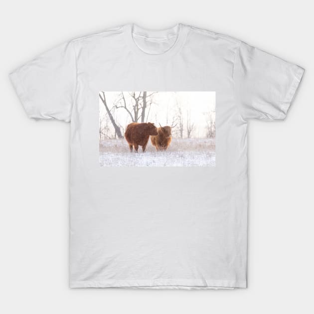 Highland Cattle in Love T-Shirt by Jim Cumming